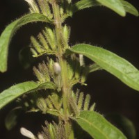 Andrographis echioides (L.) Nees